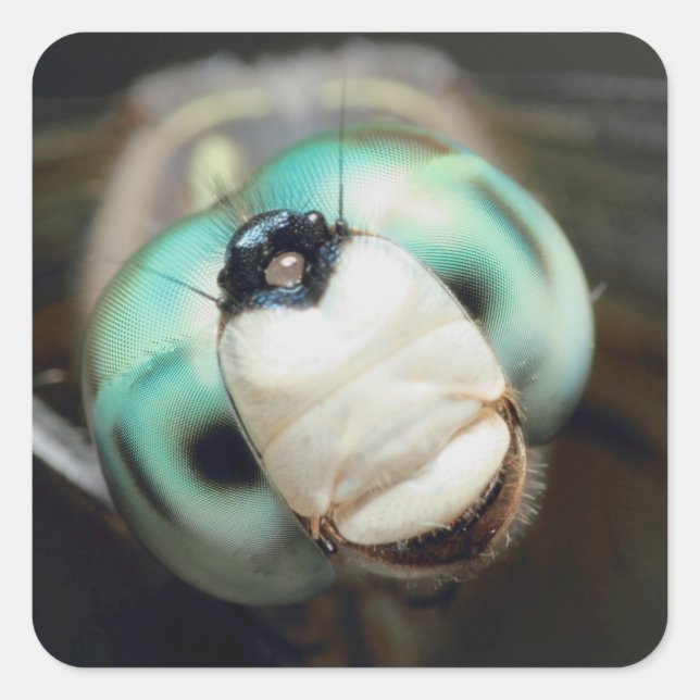Cute Close-up Dragonfly Iridescent Compound Eyes Square Sticker (Front)