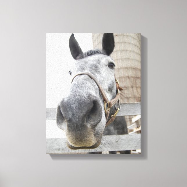 Cute Close up of a Horse Canvas Print (Front)
