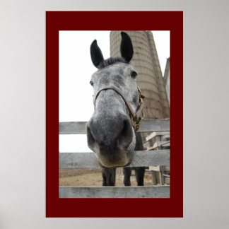 Cute Close up of a Horse Poster
