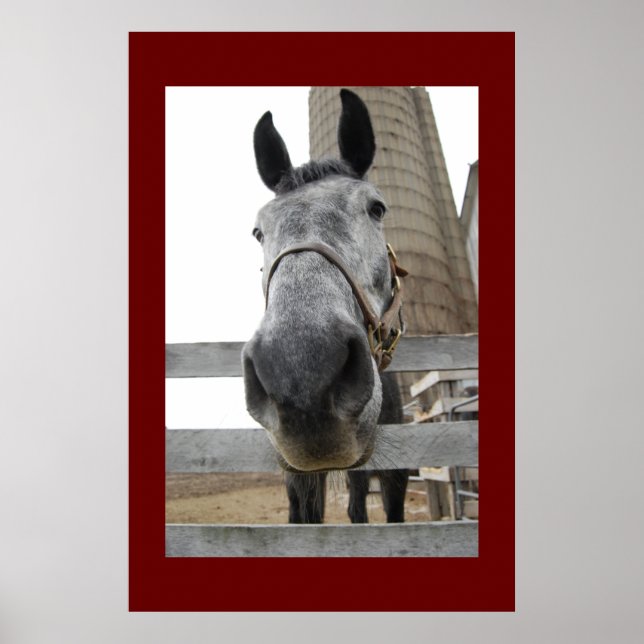 Cute Close up of a Horse Poster (Front)