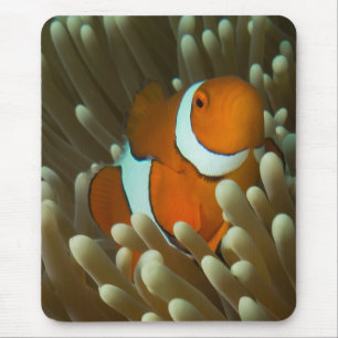 Cute Clownfish Great Barrier Reef Coral Sea Mouse Mat