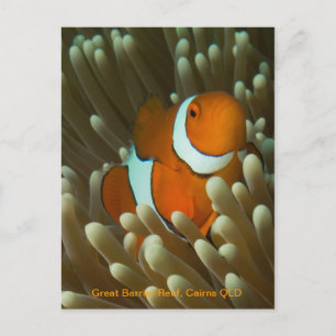 Cute Clownfish postcard