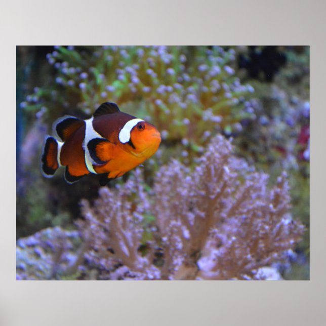 Cute Clownfish Sea Anemone Coral Underwater photo Poster (Front)