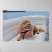 Cute Cockapoo Dog Photograph With Life Vest