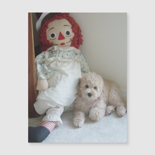 Cute Cockapoo Puppy Dog & Rag Doll Photo (Front)