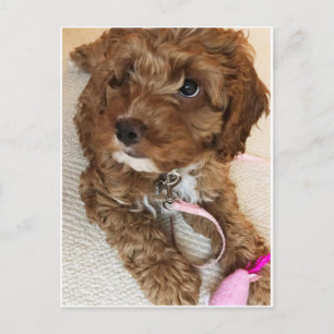 Cute Cockapoo Puppy Postcard
