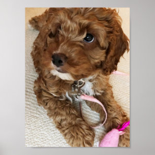 Cute Cockapoo Puppy Poster