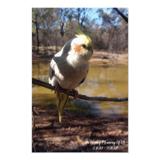 Cute Cockatiel Photo Print