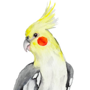 Cute Cockatiel Watercolor Parrot.