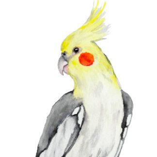 Cute Cockatiel Watercolor Parrot.  Cushion