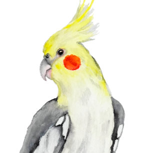 Cute Cockatiel watercolor parrot. Ornament