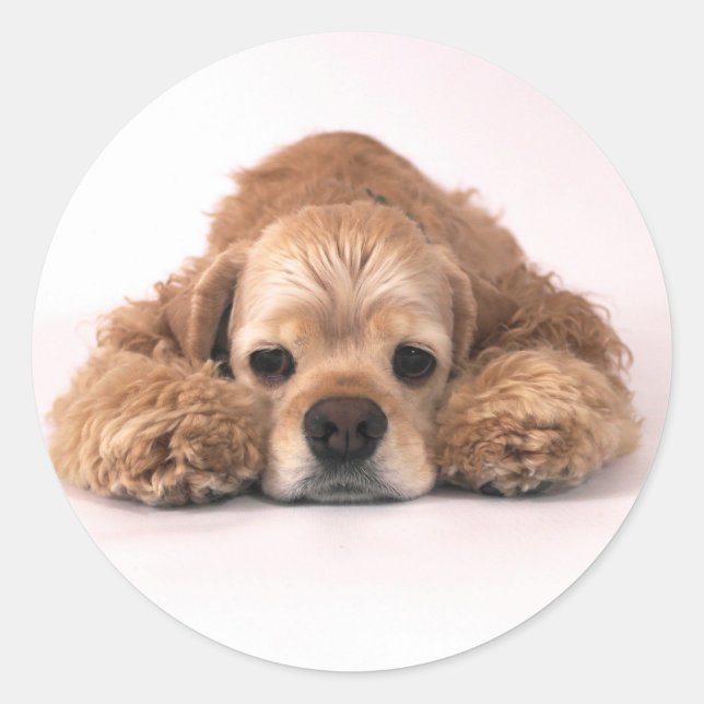 Cute Cocker Spaniel Classic Round Sticker (Front)