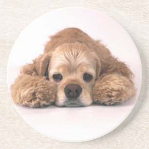 Cute Cocker Spaniel Coaster