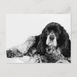 Cute Cocker Spaniel Postcard