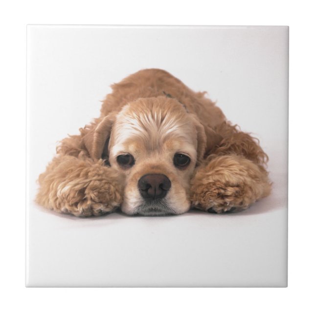 Cute Cocker Spaniel Tile (Front)