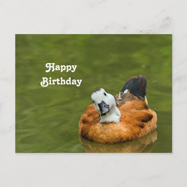 Cute Colourful Duck Photo Birthday Postcard (Front)