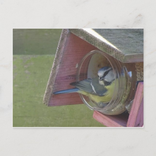 Cute Colourful Little Bird DIY Postcard (Front)