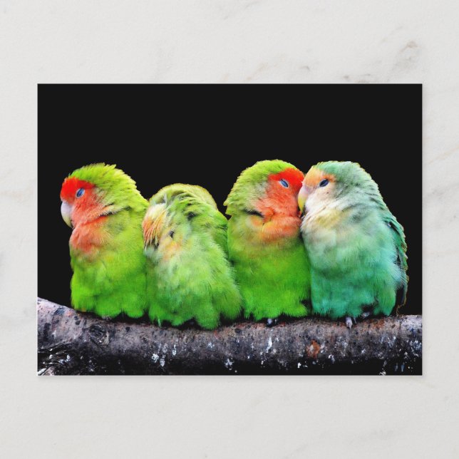 Cute colourful parrots sitting on a branch postcard (Front)