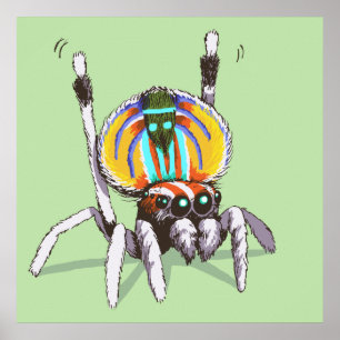 Cute Colourful Peacock Spider Drawing Art Poster