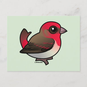 Cute Common Rosefinch Postcard