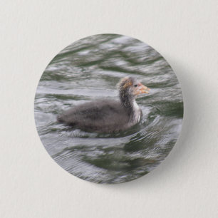 Cute Coot Chick on Choppy Waters Button