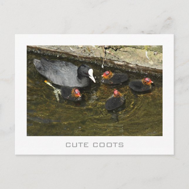 Cute Coots Postcard (Front)