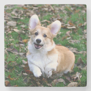 Cute Corgi Dog Leaping Stone Coaster