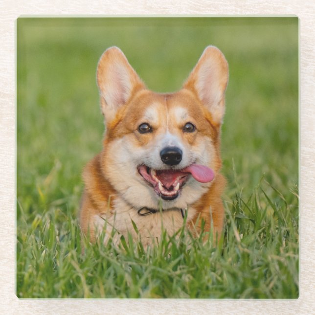 Cute Corgi Playing in the Grass Glass Coaster (Front)