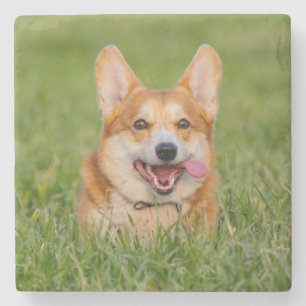 Cute Corgi Playing in the Grass Stone Coaster