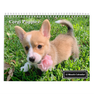 Cute Corgi Puppies 2025 Puppy Wall Calendar