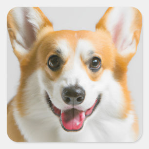 Cute Corgi Square Sticker