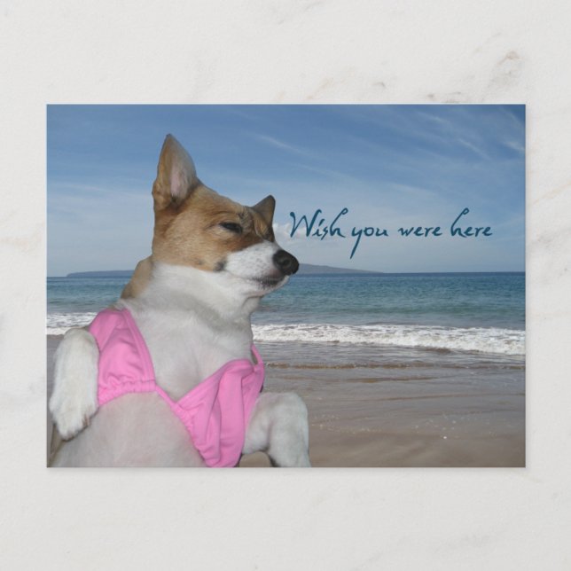Cute Corgi Summer Vacation Wish You Were Here Card (Front)