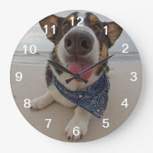 Cute Corgi with Tongue Out