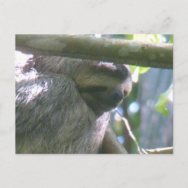 Cute Costa Rica Sloth Close Up DIY Postcard (Front)