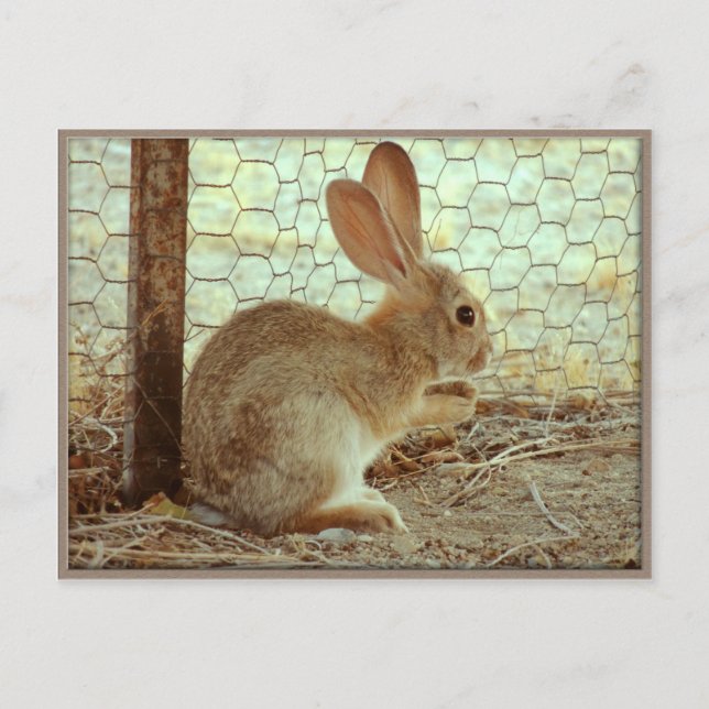 Cute Cottontail Bunny Postcard (Front)