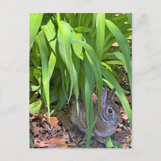 Cute Cottontail Rabbit Sitting under Tiger Lily Postcard (Front)
