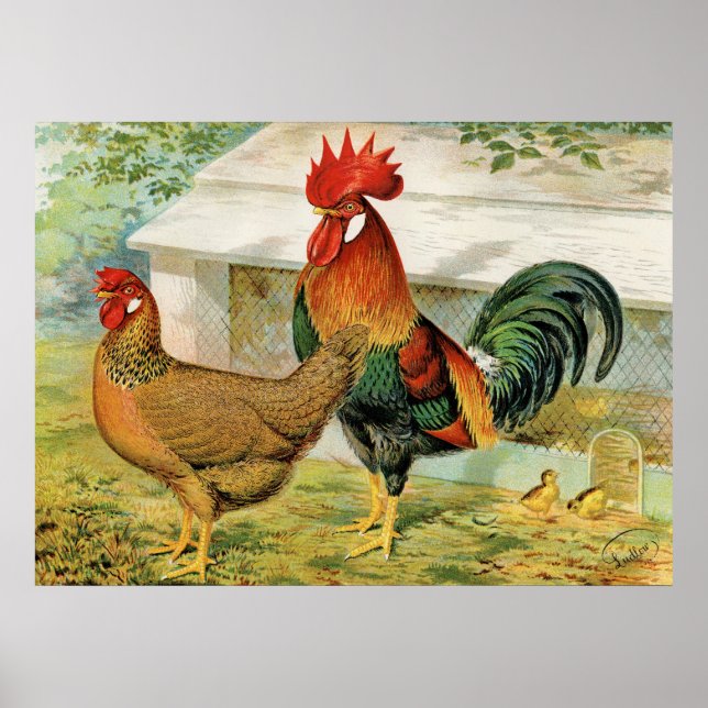 Cute Country rooster hen vintage kitchen poster (Front)