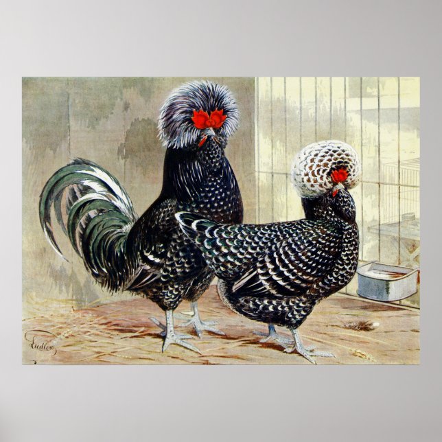 Cute Country rooster hen vintage kitchen poster (Front)