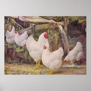Cute Country vintage Chickens poster