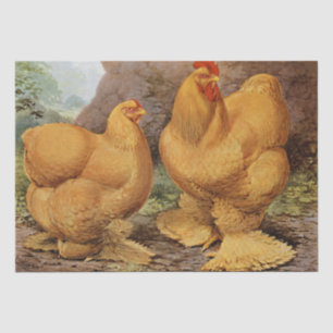 Cute Country vintage rooster and hen party tissue Paper