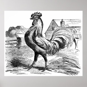 Cute Country vintage rooster poster
