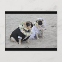 Cute couple bride and groom pugs
