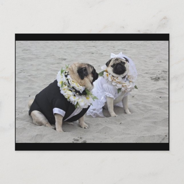 Cute couple bride and groom pugs postcard (Front)