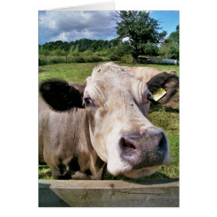 CUTE COW