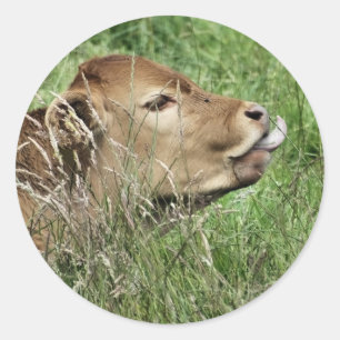 CUTE COW CLASSIC ROUND STICKER