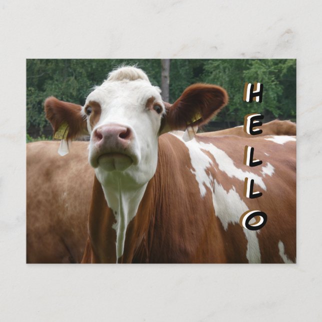 Cute Cow Cust. Hello Postcard (Front)