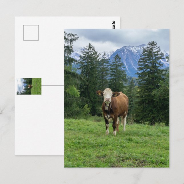 Cute cow in Allgaeu - Bavaria, Germany  Postcard (Front/Back)