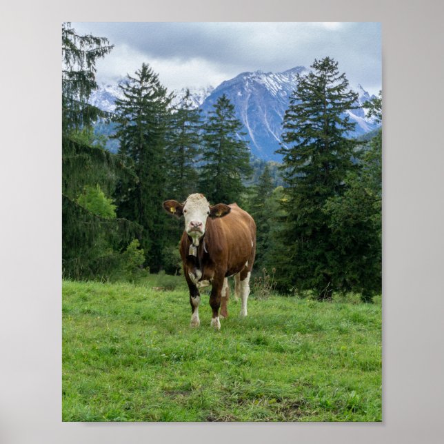 Cute cow in the pasture, photography, fun  poster (Front)