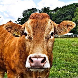 CUTE COW JIGSAW PUZZLE