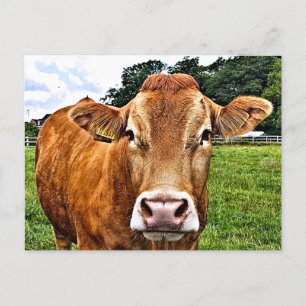 CUTE COW POSTCARD